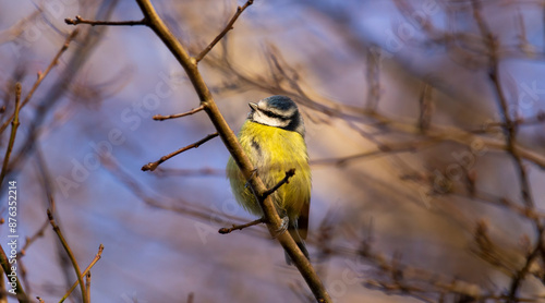 Wallpaper Mural Eurasian blue tit  - Cyanistes caeruleus perched on tree branch Torontodigital.ca