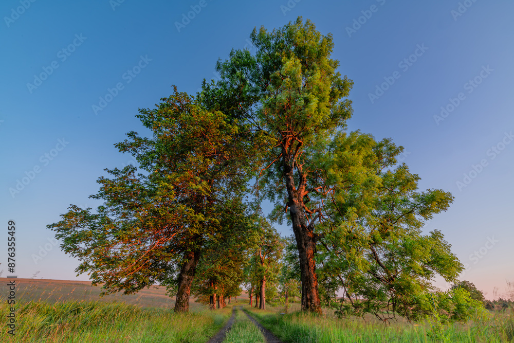 Nadrazni alley with path and leaf trees in sunset color evening in Krusne hory Nadrazni alley with path and leaf trees in sunset color evening in Krusne hory
