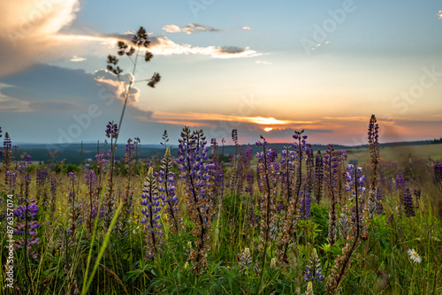 Lupinus flower after blooming in sunset color evening near Bozi Dar town photo