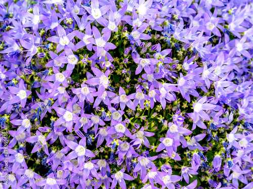 Blue and white flowers of Campanula garganica W H Paine photo