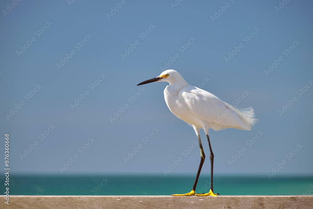 Obraz premium White heron wild sea bird, also known as great egret on seaside in summer