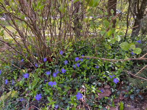 a young blue periwinkle bloomed in the city on the lawn in spring photo