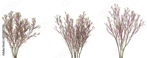 Photos Cercis chinensis (the Chinese redbud) flowering street trees medium and small is