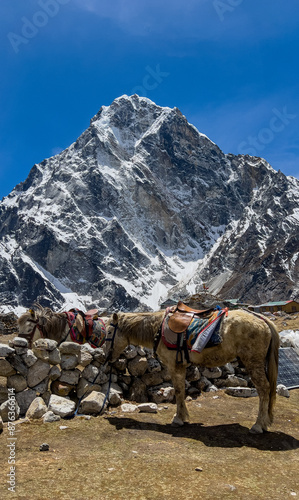 two mule in front of mount cholatse in himalayas photo