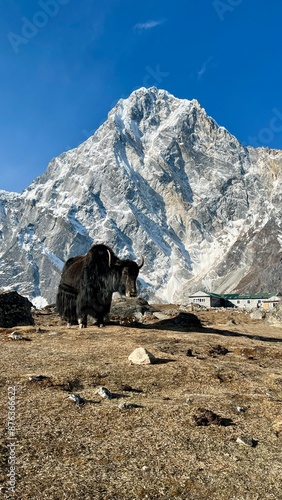 yak in front of mount cholatse in himalayas photo