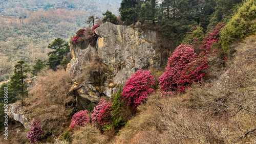 pink Rhododendron flowers in spring in the Himalayas