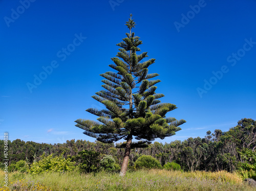 Lone pine tree in a green field under a vibrant blue sky