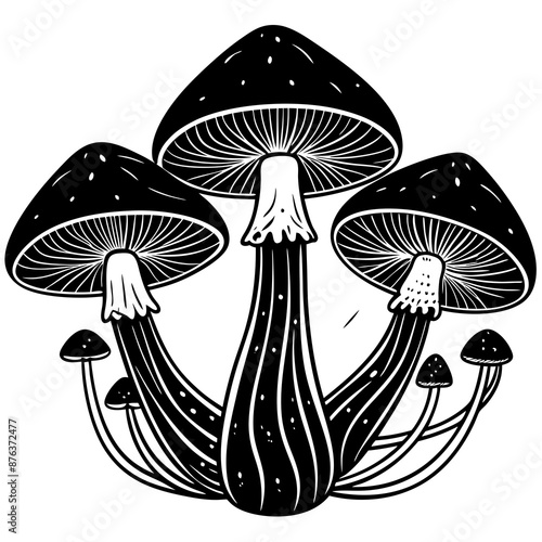 mushrooms fruiting bodies and the mycelium weave