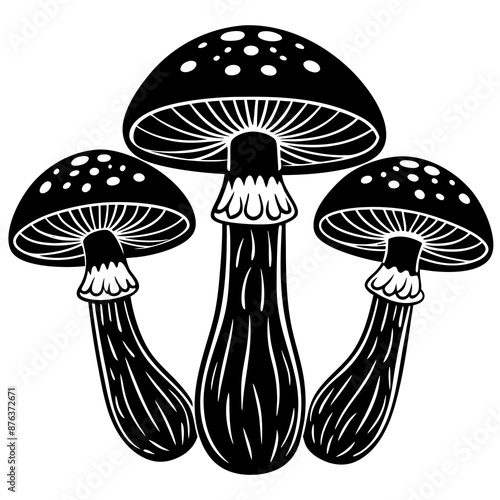 mushrooms fruiting bodies and the mycelium weave