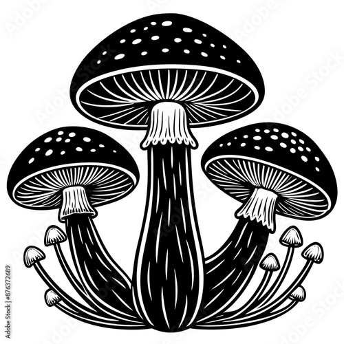 mushrooms fruiting bodies and the mycelium weave