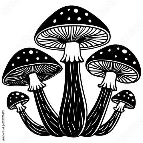 mushrooms fruiting bodies and the mycelium weave