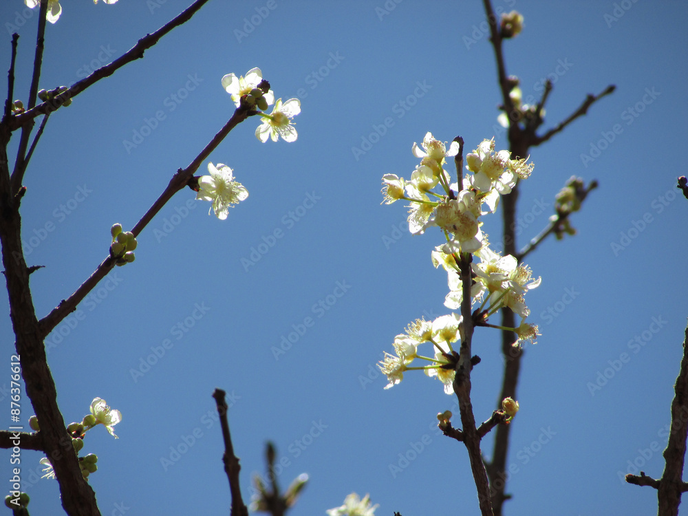 Beautiful flowers of the Cagaiteira tree (Stenocalyx dysentericus) in the cerrado Beautiful flowers of the Cagaiteira tree (Stenocalyx dysentericus) in the cerrado