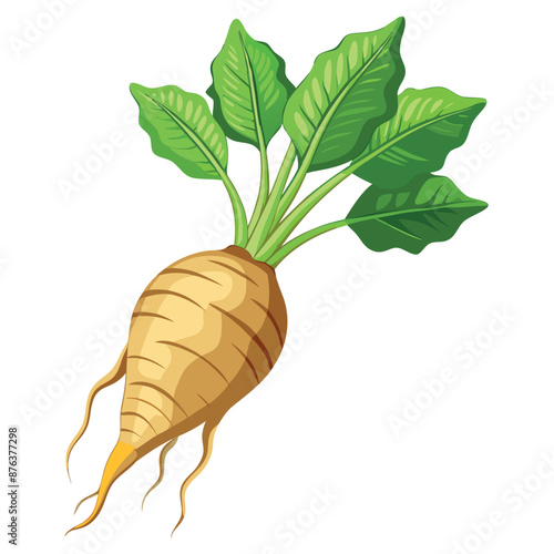 realistic Arrowroot against a white backdrop