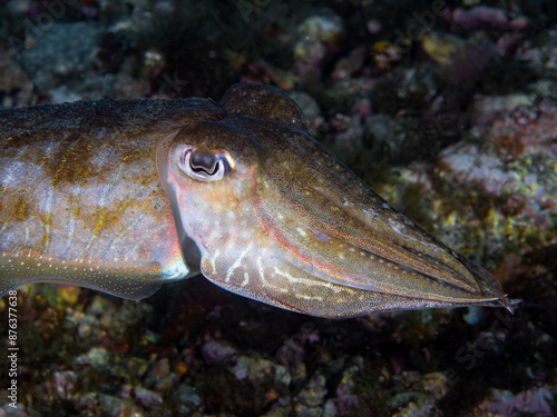 A cuttlefish underwater in the sea (Sepia officinalis, European common cuttlefish), Mediterranean sea, natural scene, Spain photo