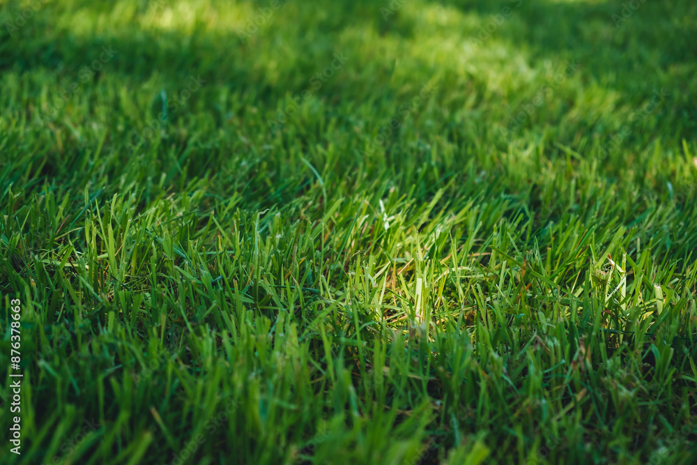 Green grass close-up. Lush cutted lawn with sun spot light. Fresh natural background. Blurred summer backdrop. 4K high quality photo. Green grass close-up. Lush cutted lawn with sun spot light. Fresh natural background. Blurred summer backdrop. 4K high quality photo.