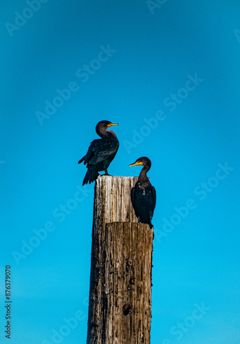 Two birds on old dock