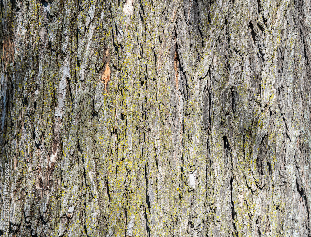 Old wood tree bark texture background with green moss