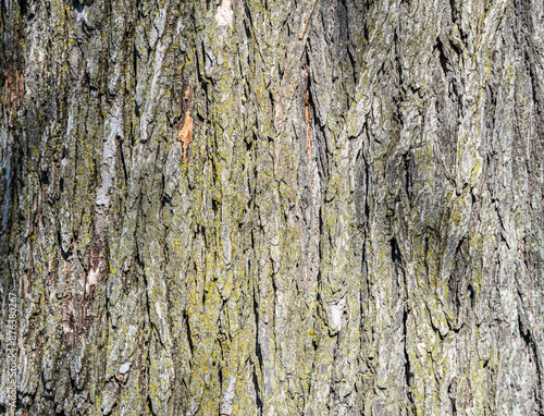 Obraz na płótnie Old wood tree bark texture background with green moss w salonie