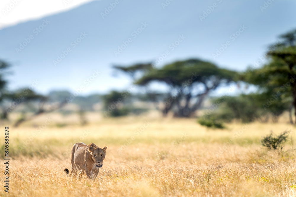 Naklejka premium lion in Samburu national park