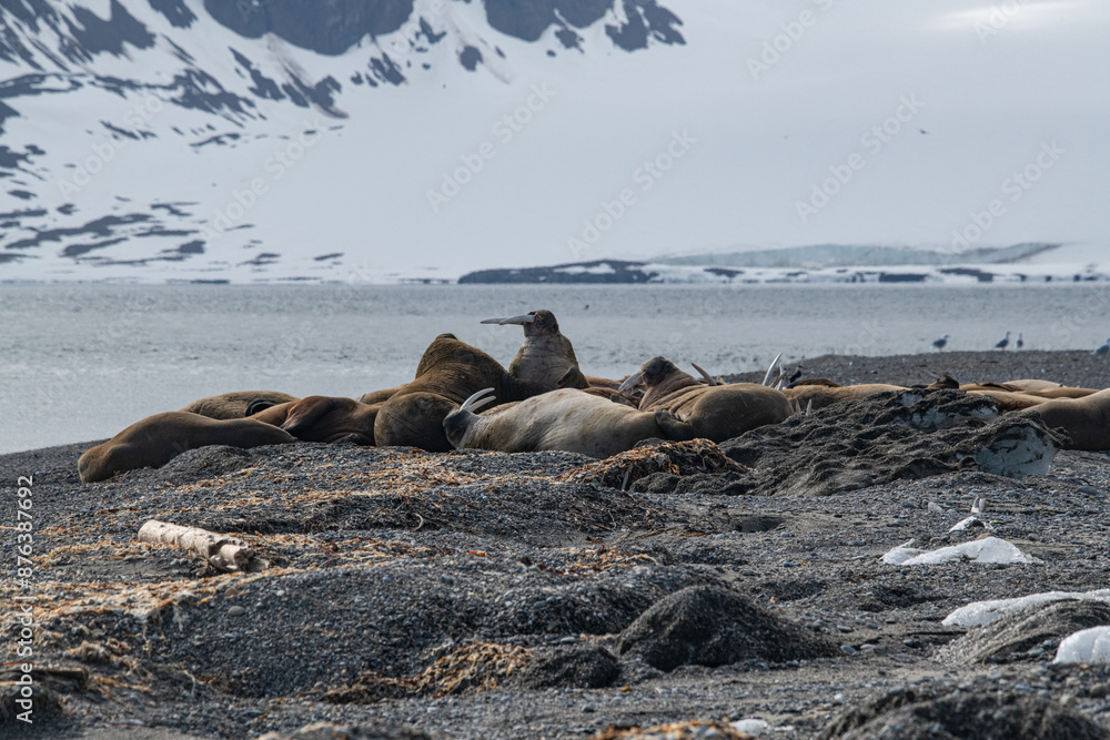 Fototapeta premium Walrus
