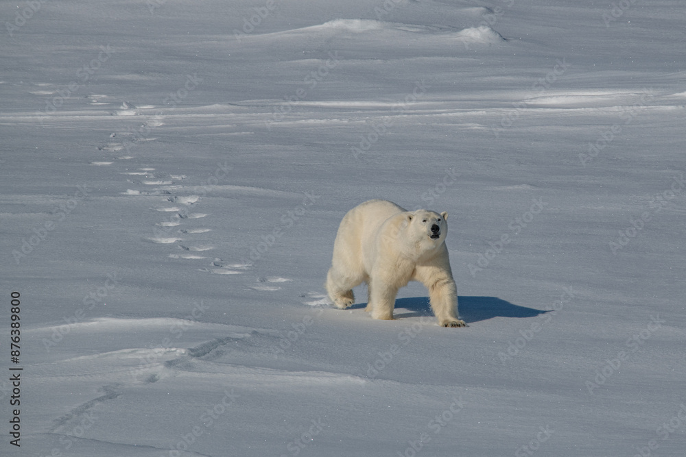 Polar bear on the ice Polar bear on the ice