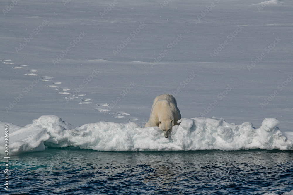 Fototapeta premium Polar bear on the ice