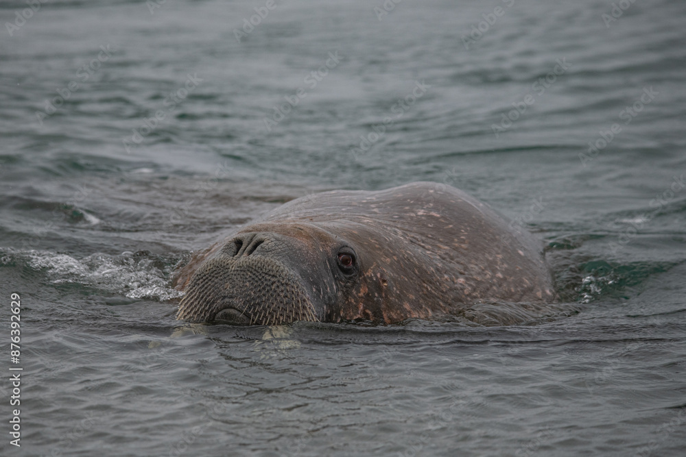 Fototapeta premium Walrus