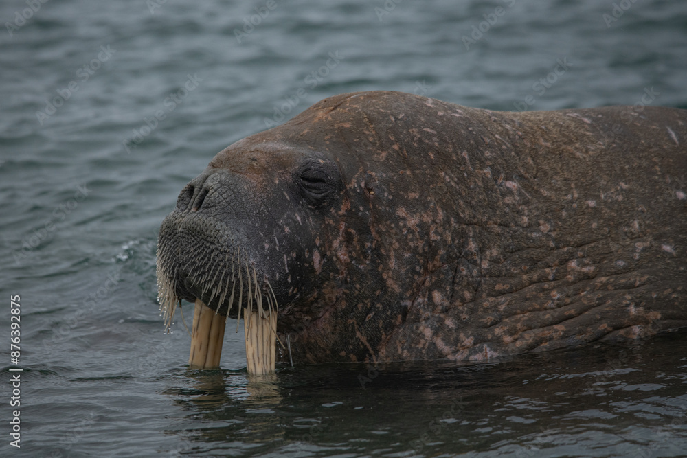 Fototapeta premium Walrus