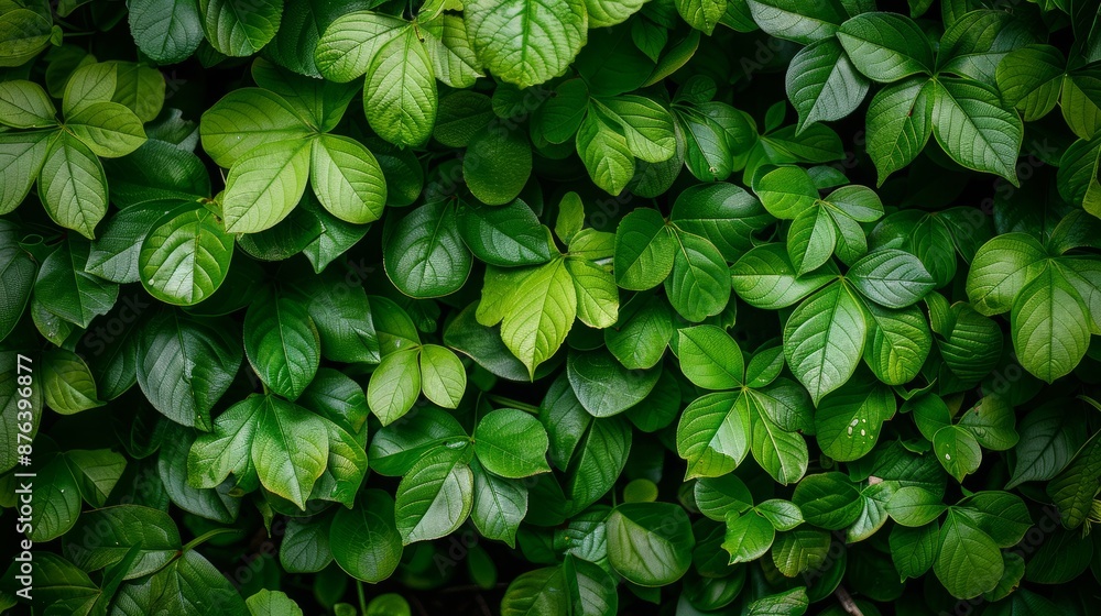 Lush Green Leaf Texture Background Lush Green Leaf Texture Background