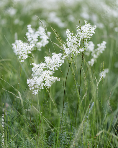 Filipendula ulmaria flowers growing on meadow, summer nature scenery with white meadowsweet close up, green blurred botanical background, soft focus, medical plants in flowering season photo