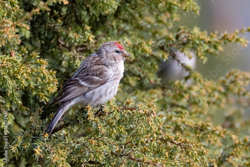 Common redpoll photo