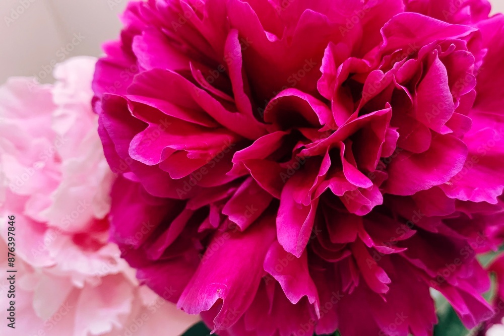 Macro photo of peony flowers Macro photo of peony flowers