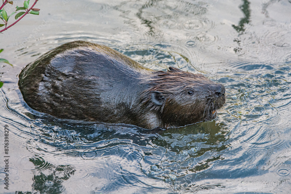 Fototapeta premium Beaver