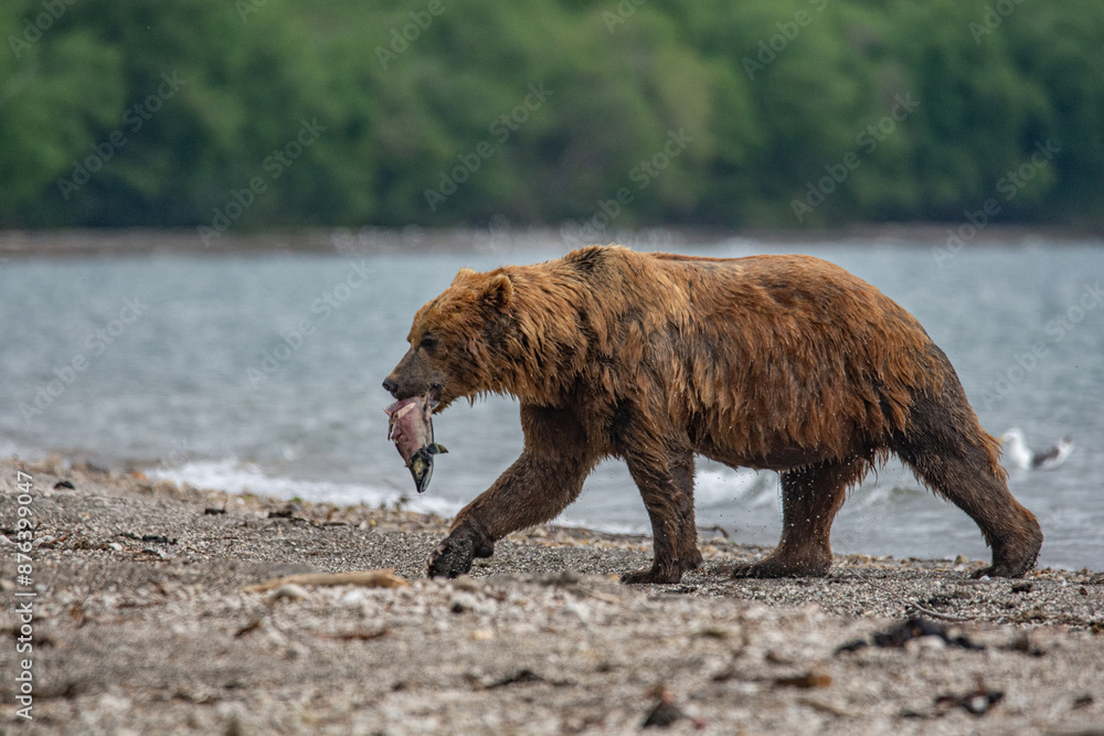 Fototapeta premium Brown bear hunting for salmon