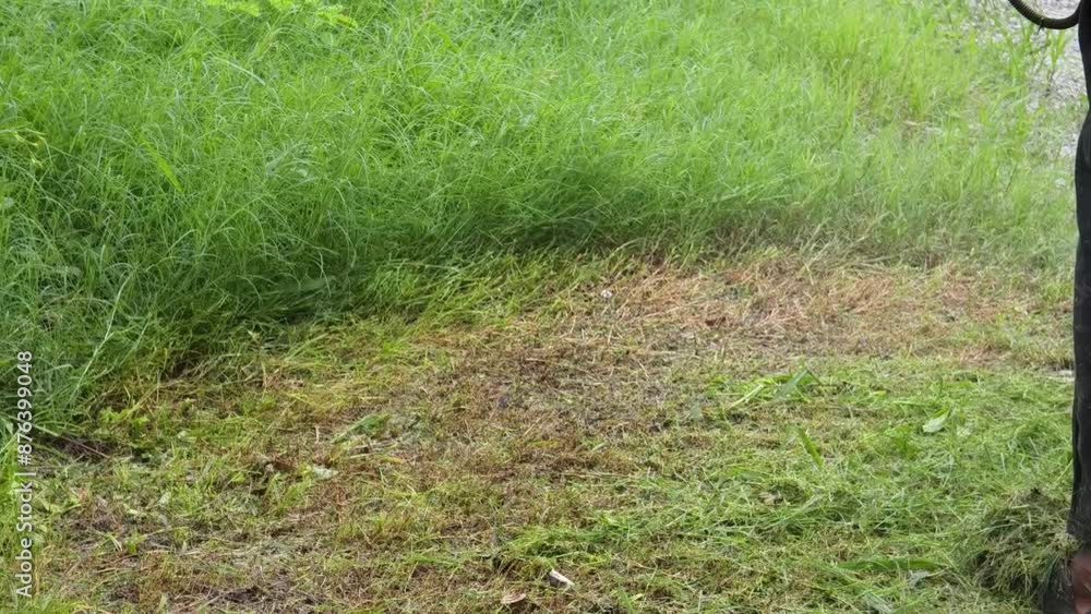 Person mowing grass in sunlight to create neat landscape Person mowing grass in sunlight to create neat landscape