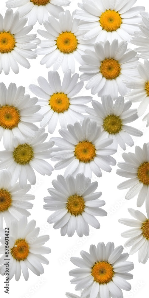 Chamomile flowers collection on white. Set of colorful Chamomile or Daisy flowers background, top view. Floral pattern. Chamomile flowers collection on white. Set of colorful Chamomile or Daisy flowers background, top view. Floral pattern.