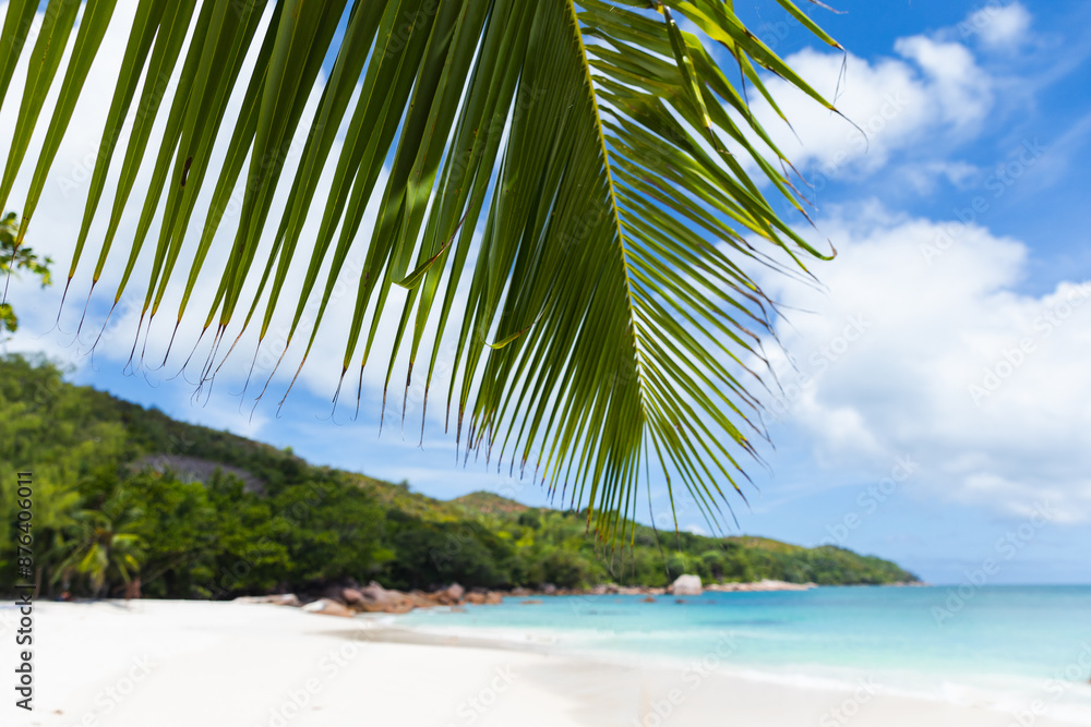 Naklejka premium Coastal tropical landscape with coconut palm tree branch and white sand