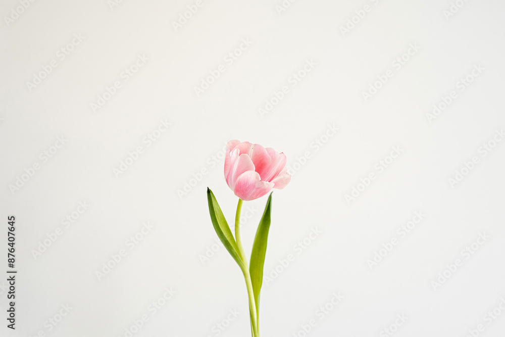 Elegant close-up of a pink tulip, showcasing delicate petals and subtle green leaves against a light backdrop. The soft pastel tones and minimalist floral composition Elegant close-up of a pink tulip, showcasing delicate petals and subtle green leaves against a light backdrop. The soft pastel tones and minimalist floral composition