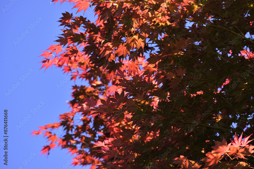 Japanese Maple Tree in a Garden Japanese Maple Tree in a Garden