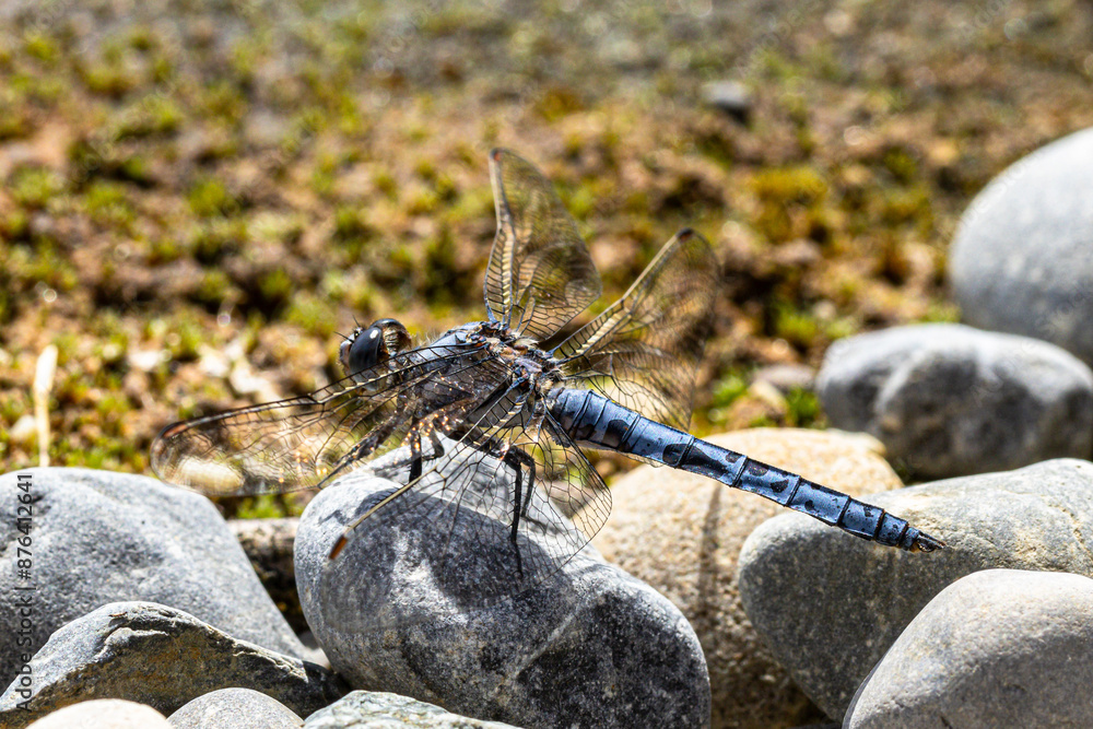 Südlicher Blaupfeil (Orthetrum brunneum) sitzt auf Steinen Südlicher Blaupfeil (Orthetrum brunneum) sitzt auf Steinen