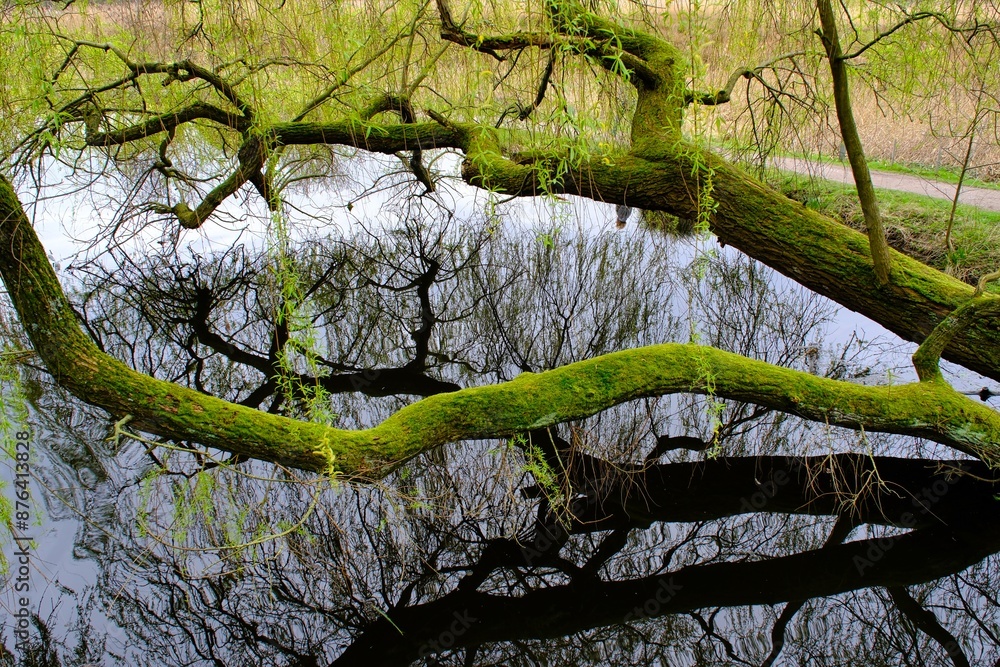 Fototapeta premium Sumpflandschaft im Wald mit Baumen uns Wasser