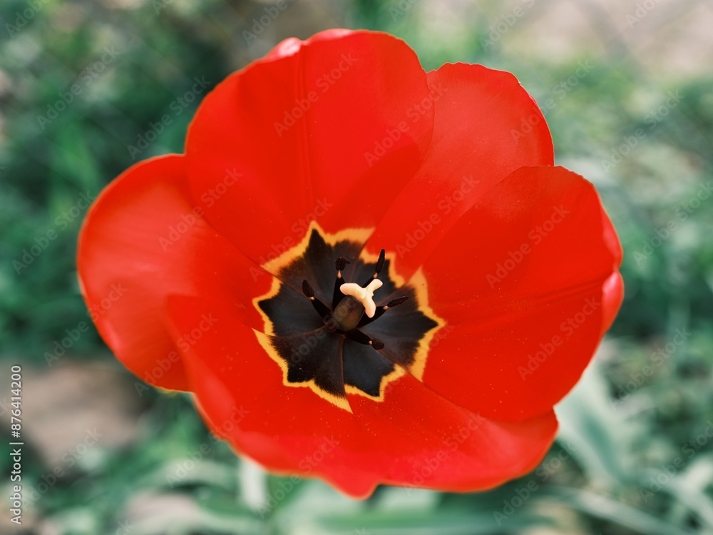 Makro einer schönen Blüten vor unscharfem Hintergrund