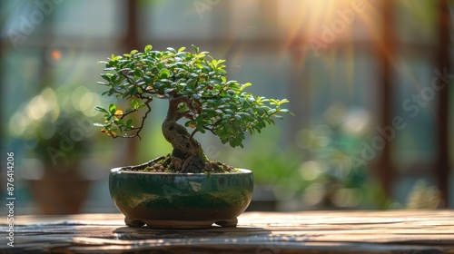 Green Bonsai Tree in Pot on Wooden Table in Sunny Greenhouse
