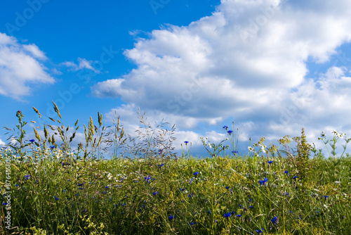 Fototapeta Naklejka Na Ścianę i Meble -  Warmińskie pola 2024