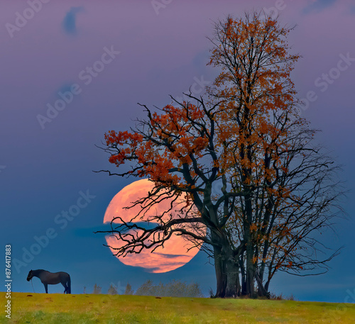 Late autumnal landscape with an old oak tree, rising of super moon and a lone...