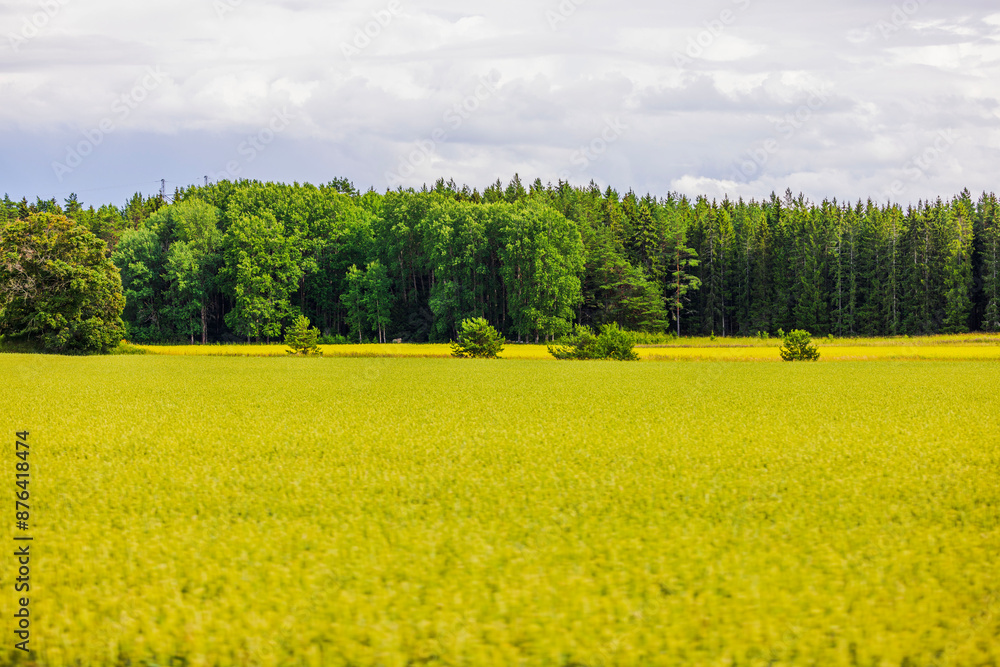 Obraz premium Beautiful view from moving car window of blooming rapeseed fields against cloudy sky. Sweden.
