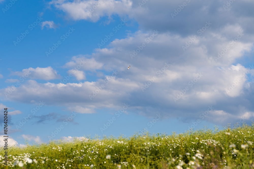 Field with the flowers 2024 Field with the flowers 2024