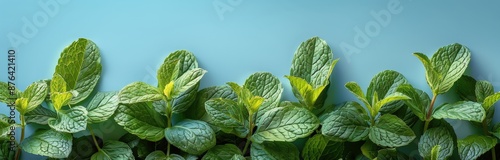 Fresh Green Mint Leaves Against a Blue Background