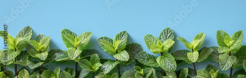 Fresh Green Mint Leaves Against a Blue Background