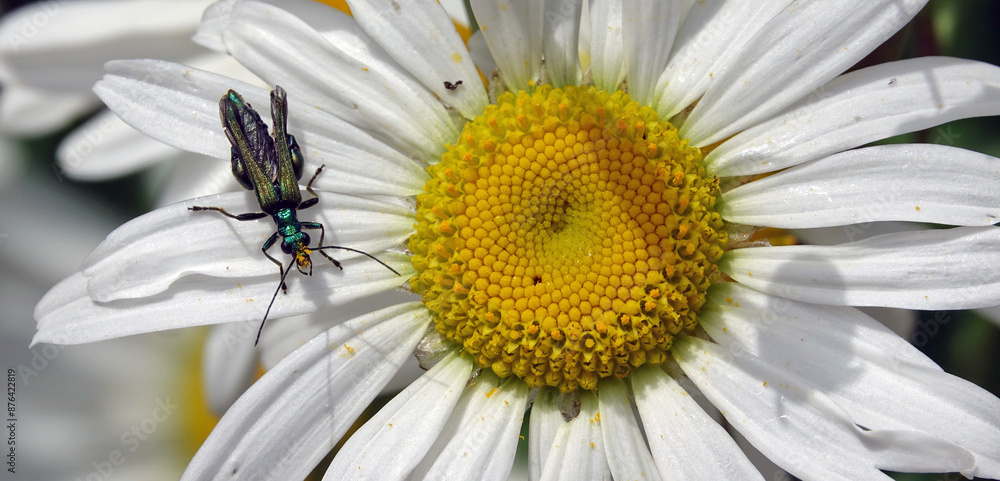 Fototapeta premium Un œdémère noble mâle se nourrissant du pollen d'une grosse marguerite